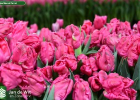 Tulipa Marvel Parrot ® (2)